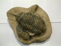 Fossile - Numrots