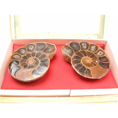 Ammonite Sciée Paire