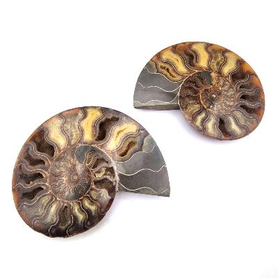 Ammonites Scies Paire - Numrotes