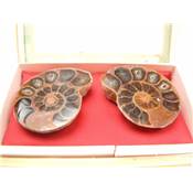 Ammonite Sciée Paire