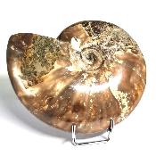 Ammonite Nacrée Entière 10170