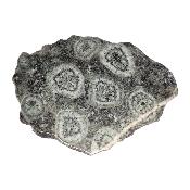 Diorite Orbiculaire Plaque 0126