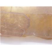 Citrine Naturelle Pointe Brute 13071
