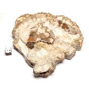 Bois Fossile Plaque 0133