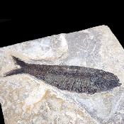 Poisson Fossile n°152