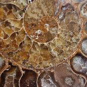 Ammonite Clinoviceras Nacrée Sciée Paire 20331