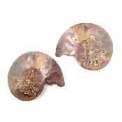 Ammonite Clinoviceras Nacrée Sciée Paire 20332