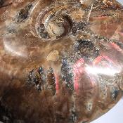Ammonite Nacrée Entière 20339