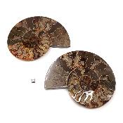 Ammonite sciée 2079