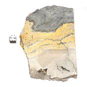 Jaspe Abeille Plaque 2281