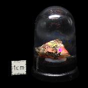 Opale d'Ethiopie Pierre Brute 2318