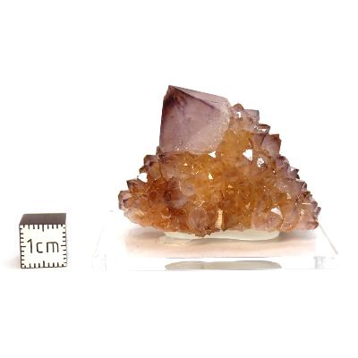 Cristal Cactus Brute 2734