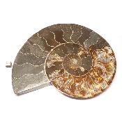 Ammonite sciée 3045