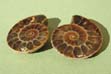 Ammonite