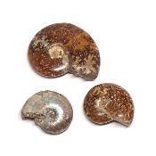 Ammonite Nacrée Entière