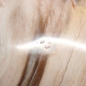 Bois Fossile Forme Libre 04075