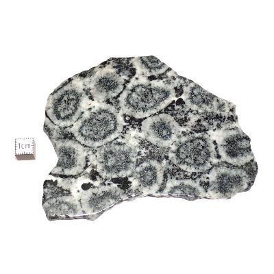 Diorite Orbiculaire Plaque 0119