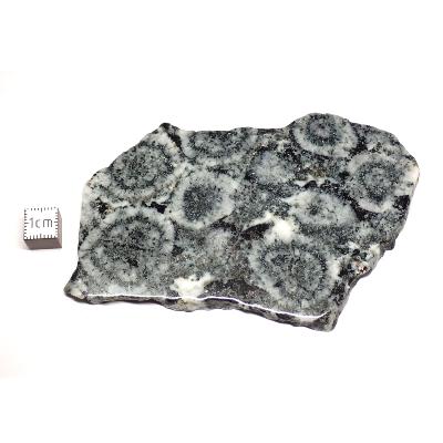 Diorite Orbiculaire Plaque 0123