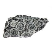 Diorite Orbiculaire Plaque 0127