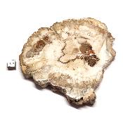 Bois Fossile Plaque 0133