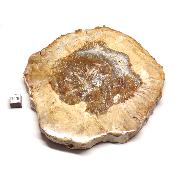 Bois Fossile Plaque 0140