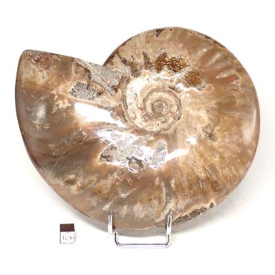 Ammonite Nacrée Entière 0142