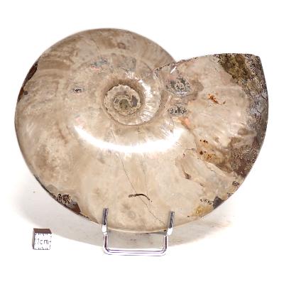 Ammonite Nacrée Entière 0145