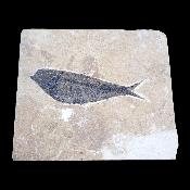 Poisson Fossile n°151