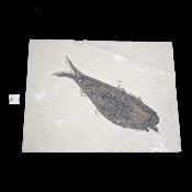 Poisson Fossile n°161