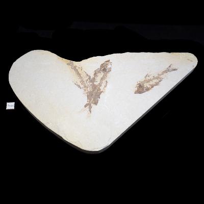 Poisson Fossile n°165