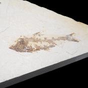 Poisson Fossile n°165