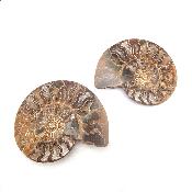 Ammonite Clinoviceras Nacrée Sciée Paire 20336