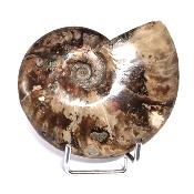 Ammonite Nacrée Entière 20341