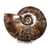 Ammonite Nacrée Entière 20351