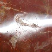 Bois Fossile Coeur 2047