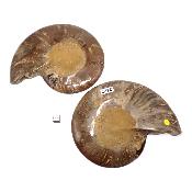 Ammonite sciée 2327
