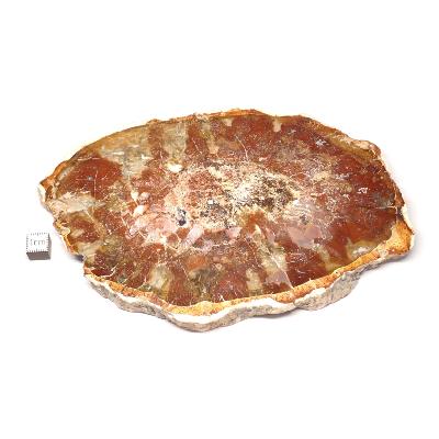 Bois Fossile Plaque 0134