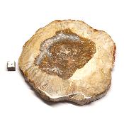 Bois Fossile Plaque 0140