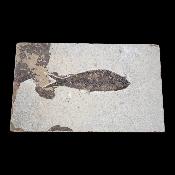 Poisson Fossile n°160