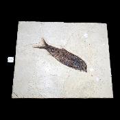 Poisson Fossile n°163