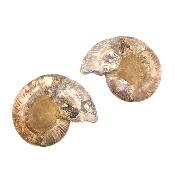Ammonite Clinoviceras Nacrée Sciée Paire 20328