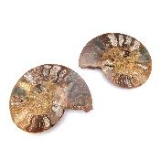 Ammonite Clinoviceras Nacrée Sciée Paire 20331