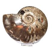 Ammonite Nacrée Entière 20347