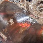 Ammonite Nacrée Entière 20347