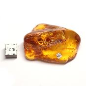 Ambre de la Baltique morceau poli 2037