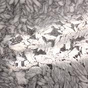 Pinolite Plaque 2337