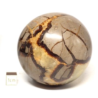 Septaria Boule 2828