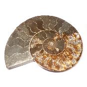 Ammonite sciée 3045