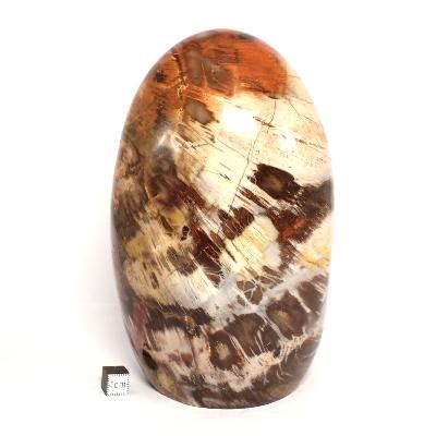 Bois Fossile Forme Libre 04876