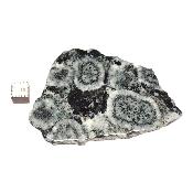 Diorite Orbiculaire Plaque 0113